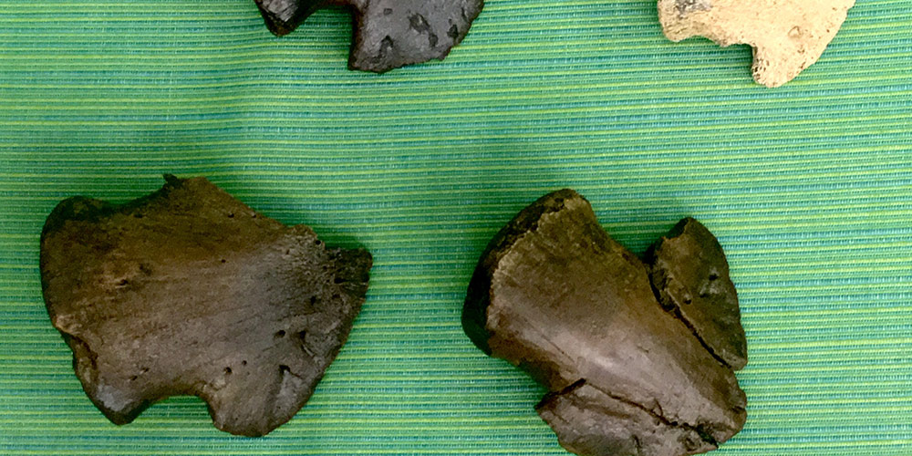 Hadrosaurs had feet that featured hoof-like nails. Pictured are some of the hoof fossils the Museum has collected.