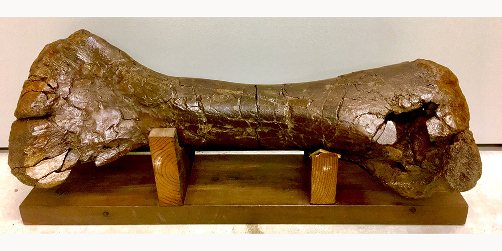 One of our largest fossils in the collection, this Triceratops tibia measures over two feet long! 