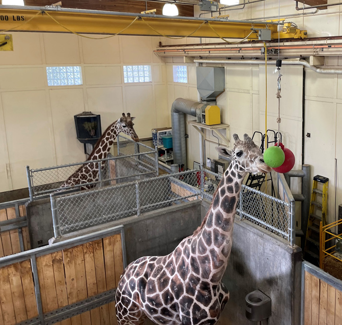 Giraffes play with balls held up by a pulley system.