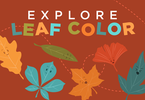 Explore Leaf Color With a Fun Chromatography Experiment
