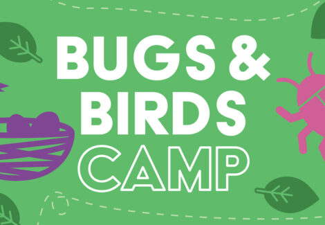 Bugs & Birds Camp