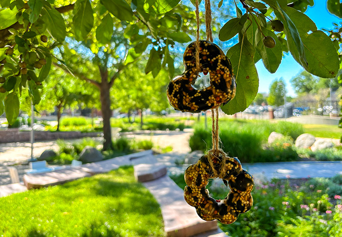 Make Your Own Bird Feeder
